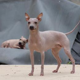 American Hairless Terriers and Poodles from Elcy’s American Hairless Terrier and Standard Poodles