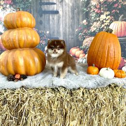 Aramis - Chocolate and tan male Pomeranian puppy in Antioch, California from Ray of Poms
