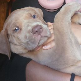 DumDumPop - Fawn male Great Dane puppy in Street, Maryland from Grant’s Gorgeous Greats