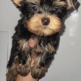 Red - Black and gold male Yorkshire Terrier puppy in Gilbert, Arizona from Yorkie Your Soulmate Puppy