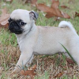 Ace - Fawn male Pug puppy in Winnsboro, Texas from Southern pugs