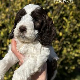 Bud - Brown and white male Cockapoo puppy in Claremont, North Carolina from Magnolia Grove Farms