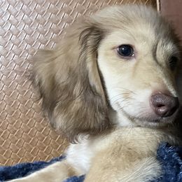 Halston - Cream Dachshund puppy in Saint Petersburg, Florida from Channelledox