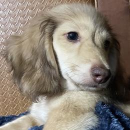 Halston - Cream Dachshund puppy in Saint Petersburg, Florida from Channelledox