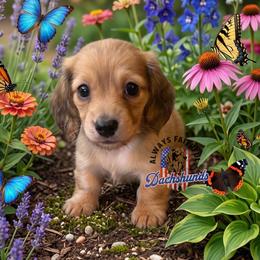 AFDs Runa - Cream female Dachshund puppy in Waverly, Ohio from Always Faithful Dachshunds