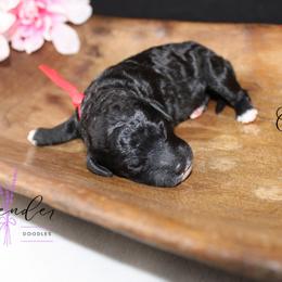 Sunrise - Black female Cockapoo puppy in Mancelona, Michigan from Lavender poodles & doodles