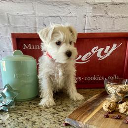 Miniature Schnauzer Puppies from Schnauzers on Robinson Lane