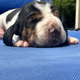 Basset Hound Puppies from Basset Hound Puppies of Michigan