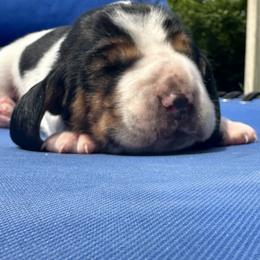 Basset Hound Puppies from Basset Hound Puppies of Michigan