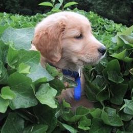 Golden Retriever Puppies from SureFire Golden’s