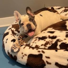 Frost - Blue male French Bulldog puppy in Wichita, Kansas from Let's keep it frenchie!