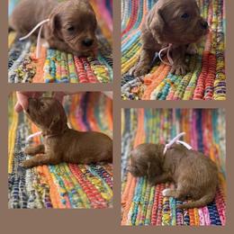 Girl 6 - Apricot female Cavapoo puppy in Harrah, Oklahoma from Sunshines Pomeranians & Cavapoos