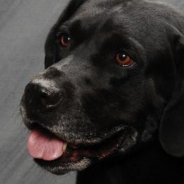Labrador Retrievers from Fairview Labradors
