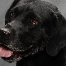 Labrador Retrievers from Fairview Labradors