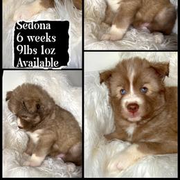 Sedona - Red and white female Siberian Husky puppy in Florence, Kentucky from Moonlight Howl Huskies