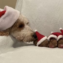 Goldendoodle Puppies from Happy Valley Doodles