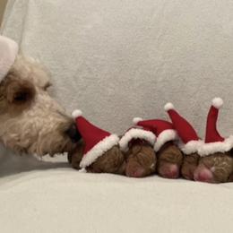 Goldendoodle Puppies from Happy Valley Doodles