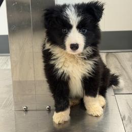 Ted Dekker - Black male Border Collie puppy in Crawfordsville, Indiana from Rescued Dreams Border Collies