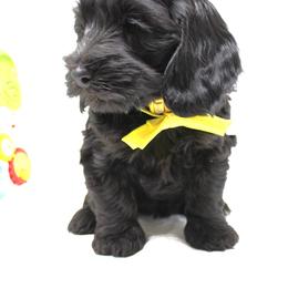 Lithium  yellow collar - Black female Australian Labradoodle puppy in Provo, Utah from EllsWORTH Labradoodles LLC