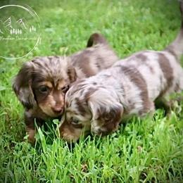 Dachshund Puppies from Bald Mountain Dachshunds