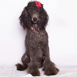 Lady - Poodle
