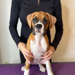 Livy - Fawn female Boxer puppy in Ocala, Florida from La Mer Boxers