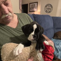 Charlie - Brindle male Boxer puppy in Arnold, Missouri from Molly Mo Boxers