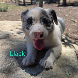 Black - Blue merle female Border Collie puppy in Itasca, Texas from KMA Ranch