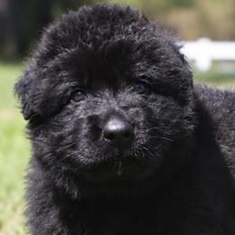 Atlas - Black male German Shepherd puppy in Canton, Texas from WILDWOOD GERMAN SHEPHERDS