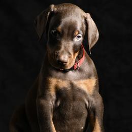 Ambrosia - Red and rust female Doberman Pinscher puppy in Overton, Texas from Obsidian Kennel