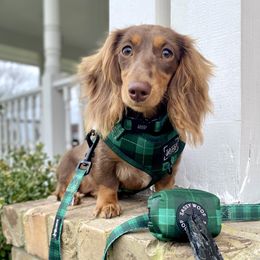 Hazel - Dachshund
