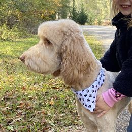 Clara - Goldendoodle