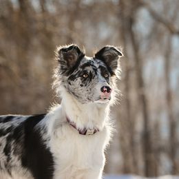 Border Collie Puppies from Hidden Meadows Livestock