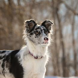 Border Collie Puppies from Hidden Meadows Livestock