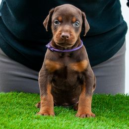 Apollo - Red and rust male Doberman Pinscher puppy in Cape Coral, Florida from Divine Kaos European Dobermann