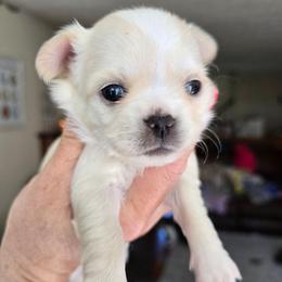 Frankie - Cream and white male Chihuahua puppy in Xenia, Ohio from Moose Creek Chihuahua's