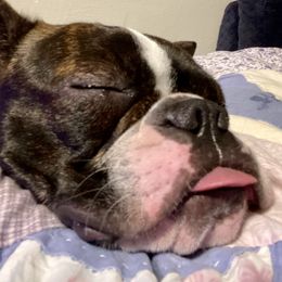 Fifi - Boston Terrier