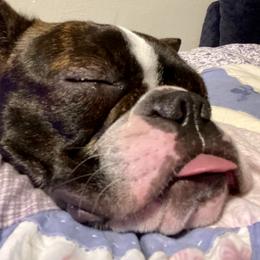Fifi - Boston Terrier