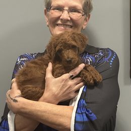 Old English Sheepdog and Poodle Puppies from Canine Castle of Cleveland