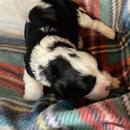 Mozart - Tri-color male Cavapoo puppy in Cumby, Texas from Bright Morning Star Pups