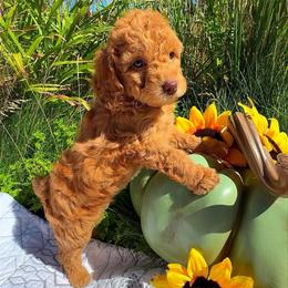 Lotus - Apricot female Goldendoodle puppy in Reno, Nevada from Darling Doodles
