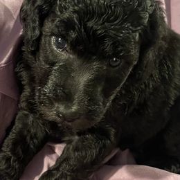 MINK - Black female Cavapoo puppy in Lexington, Kentucky from Callaway's Cavaliers