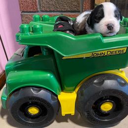 Saint Bernard Puppies from Nibbles Creek
