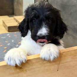 Zinna - female Newfypoo puppy in San Antonio, Texas from Mammoth Doodles