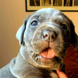 Cane Corso Puppies from King of Kings Cane Corso