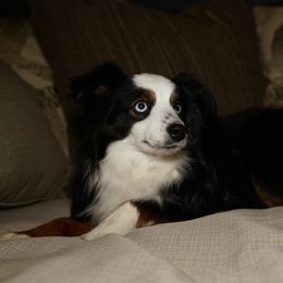 Dash - Toy Australian Shepherd