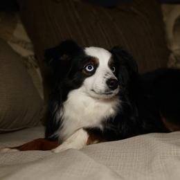 Dash - Toy Australian Shepherd