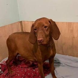 Redik - Vizsla
