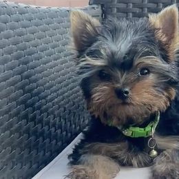 Yorkshire Terriers from Lala’s Pups