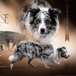 Cruise - Border Collie